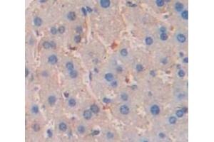 IHC-P analysis of Mouse Tissue, with DAB staining. (GZMA Antikörper  (AA 29-260))