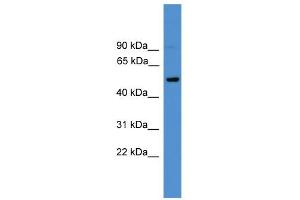 WB Suggested Anti-CD4 Antibody Titration: 0. (CD4 Antikörper  (C-Term))