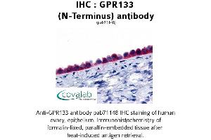 Image no. 1 for anti-G Protein-Coupled Receptor 133 (GPR133) (Extracellular Domain), (N-Term) antibody (ABIN1734935)