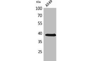 Western Blot analysis of A549 cells using NTCP Polyclonal Antibody. (SLC1A1 Antikörper  (C-Term))