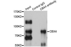 Immunoprecipitation analysis of 200ug extracts of HepG2 cells using 1ug CBX4 antibody.