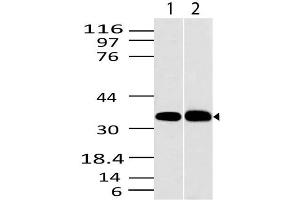 Image no. 1 for anti-C-Type Lectin Domain Family 1, Member A (CLEC1A) (AA 1-200) antibody (ABIN5027112) (CLEC1A Antikörper  (AA 1-200))