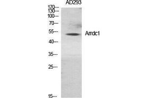 Western Blotting (WB) image for anti-Arrestin Domain Containing 1 (ARRDC1) (Internal Region) antibody (ABIN3183377) (ARRDC1 Antikörper  (Internal Region))