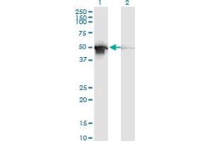 Western Blot analysis of PDIA6 expression in transfected 293T cell line by PDIA6 monoclonal antibody (M04), clone 3B4. (PDIA6 Antikörper)