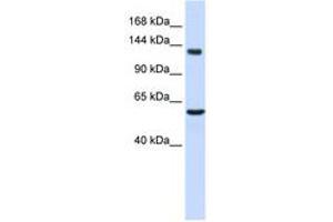 Image no. 1 for anti-Inhibin Binding Protein (INHBP) (C-Term) antibody (ABIN6743082)