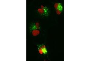 Anti-CTNNB1 mouse monoclonal antibody (ABIN2452251) immunofluorescent staining (Green) of COS7 cells transiently transfected by pCMV6-ENTRY CTNNB1 (RC208947). (CTNNB1 Antikörper  (AA 531-781))