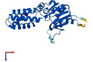 N-Acetylneuraminic Acid Phosphatase (NANP) (AA 1-248) protein (His tag)