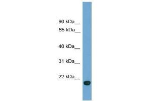 C9orf40 antibody used at 0. (C9orf40 Antikörper  (Middle Region))