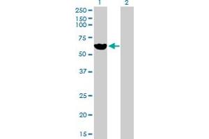Western Blot analysis of LPL expression in transfected 293T cell line by LPL MaxPab polyclonal antibody. (Lipoprotein Lipase Antikörper  (AA 1-475))