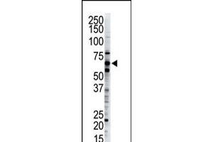 Antibody is used in Western blot to detect Dsk2 in HeLa cell lysate. (Ubiquilin 1 Antikörper  (C-Term))