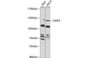 Western blot analysis of extracts of various cell lines, using IGSF3 Antibody (ABIN6128112, ABIN6142272, ABIN6142274 and ABIN6223616) at 1:1000 dilution. (IGSF3 Antikörper  (AA 350-562))