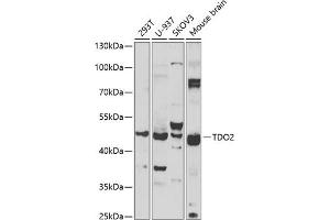 Western blot analysis of extracts of various cell lines, using TDO2 antibody (ABIN6130853, ABIN6148969, ABIN6148971 and ABIN6222502) at 1:1000 dilution. (TDO2 Antikörper  (AA 137-406))