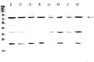 Western blot analysis of MRE11 using anti-MRE11 antibody .