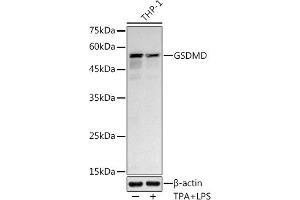 Western blot analysis of extracts of THP-1 cells, using GSDMD antibody (ABIN7267352) at 1:1000 dilution.