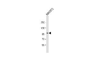 Anti-Ptk7 Antibody (C-term) at 1:2000 dilution + NIH/3T3 whole cell lysate Lysates/proteins at 20 μg per lane. (PTK7 Antikörper  (C-Term))
