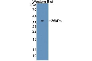 Western blot analysis of the recombinant protein. (Caspase 7 Antikörper  (AA 1-250))