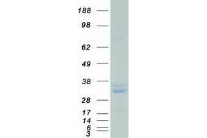 Validation with Western Blot (Peroxiredoxin 4 Protein (PRDX4) (Myc-DYKDDDDK Tag))