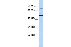 WB Suggested Anti-ZSCAN1 Antibody Titration:  0. (ZSCAN1 Antikörper  (Middle Region))