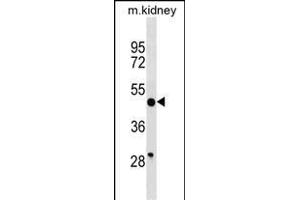 BRP16 Antibody (Center) (ABIN1538196 and ABIN2849974) western blot analysis in mouse kidney tissue lysates (35 μg/lane). (FAM203B Antikörper  (AA 254-280))