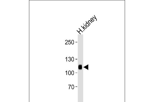 PHACTR4 Antikörper  (C-Term)