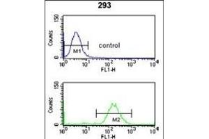 SMNDC1 Antibody (N-term) (ABIN653319 and ABIN2842811) flow cytometry analysis of 293 cells (bottom histogram) compared to a negative control cell (top histogram). (SMNDC1 Antikörper  (N-Term))