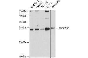 Western blot analysis of extracts of various cell lines, using BLOC1S6 antibody (ABIN1682201, ABIN3019101, ABIN3019102 and ABIN6220714) at 1:1000 dilution. (Pallidin Antikörper  (AA 1-170))