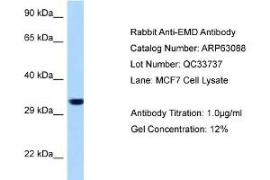 Western Blotting (WB) image for anti-Emerin (EMD) (N-Term) antibody (ABIN2789365) (Emerin Antikörper  (N-Term))