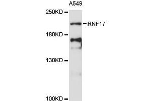 Western blot analysis of extracts of A-549 cells, using RNF17 antibody (ABIN6291205) at 1:3000 dilution. (RNF17 Antikörper)