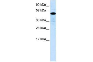 Human Liver; WB Suggested Anti-ZNF426 Antibody Titration: 0. (ZNF426 Antikörper  (N-Term))