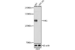 Western blot analysis of extracts from wild type (WT) and HK1 knockout (KO) 293T cells, using HK1 Rabbit mAb (ABIN7267638) at 1:1000 dilution. (Hexokinase 1 Antikörper)