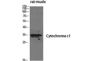 Western Blot (WB) analysis of specific cells using Cytochrome c1 Polyclonal Antibody. (Cytochrome C1 Antikörper  (Internal Region))