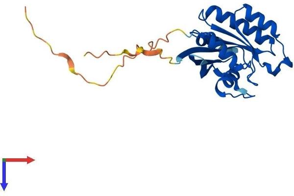 RAB5 Protein (AA 1-215) (His tag)