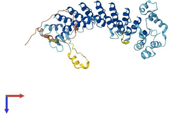 ASB10 Protein (AA 1-467) (His tag)
