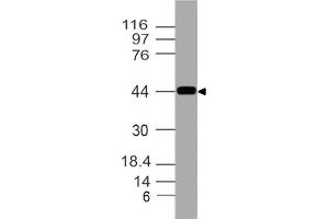 Image no. 1 for anti-Vasoactive Intestinal Peptide Receptor 1 (VIPR1) (AA 96-302) antibody (ABIN5027507) (VIPR1 Antikörper  (AA 96-302))