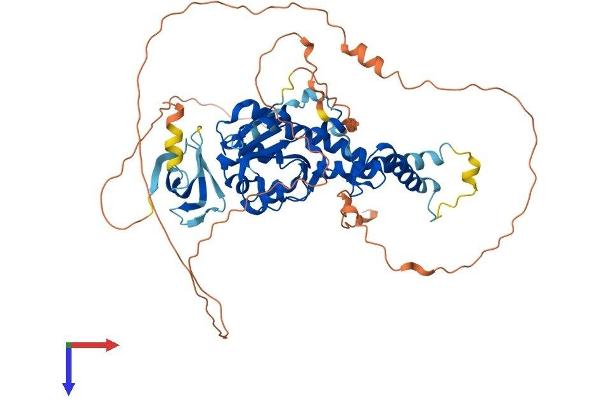 EXD1 Protein (AA 1-570) (His tag)