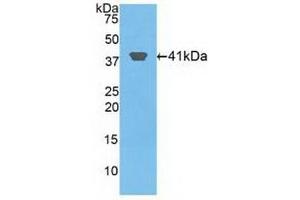 Detection of Recombinant HIST2H2AA3, Human using Polyclonal Antibody to Histone Cluster 2, H2aa3 (HIST2H2AA3) (HIST2H2AA3 Antikörper  (AA 1-130))