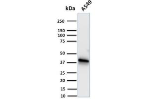 Western Blot Analysis of human A549 cell lysate using Annexin A1 Mouse Monoclonal Antibody (CPTC-ANXA1-1). (Annexin a1 Antikörper)