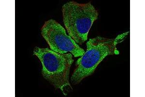 Immunofluorescence analysis of HeLa cells using KEAP1 mouse mAb (green).