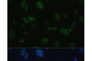 Immunofluorescence analysis of U-2OS cells using PRKDC Polyclonal Antibody at dilution of 1:100. (PRKDC Antikörper)