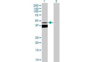 Western Blot analysis of ASPN expression in transfected 293T cell line by ASPN MaxPab polyclonal antibody. (Asporin Antikörper  (AA 1-384))