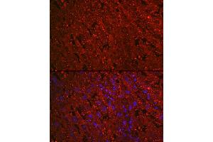 Immunofluorescence analysis of rat placenta cells using PROK1 Rabbit mAb (ABIN7269546) at dilution of 1:100 (40x lens). (Prokineticin 1 Antikörper)