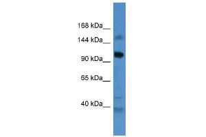 WB Suggested Anti-CCDC87 Antibody Titration: 0. (CCDC87 Antikörper  (C-Term))