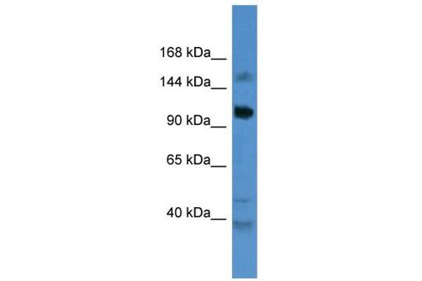 CCDC87 Antikörper  (C-Term)