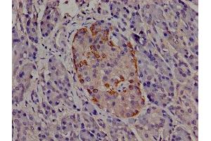 Immunohistochemistry of paraffin-embedded human pancreatic tissue using ABIN7147218 at dilution of 1:100 (EIF3I Antikörper  (AA 276-486))