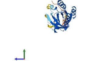 Protein Structure (PS) image for RAB10, Member RAS Oncogene Family (RAB10) (AA 1-200) protein (His tag) (ABIN7563490)