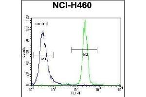 XYLT1 Antibody (N-term) (ABIN656706 and ABIN2845937) flow cytometric analysis of NCI- cells (right histogram) compared to a negative control cell (left histogram).