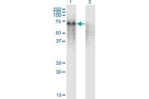 Western Blot analysis of PPP2R5C expression in transfected 293T cell line by PPP2R5C monoclonal antibody (M01), clone 3G9. (PPP2R5C Antikörper  (AA 1-100))