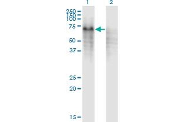 PPP2R5C antibody  (AA 1-100)