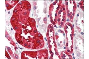 Human Kidney (formalin-fixed, paraffin-embedded) stained with FTH1at 4 µg/ml followed by biotinylated anti-goat IgG secondary antibody, alkaline phosphatase-streptavidin and chromogen. (FTH1 Antikörper  (C-Term, Heavy Chain))