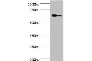 Western blot All lanes: ELF1 antibody at 1. (ELF1 Antikörper  (AA 1-210))